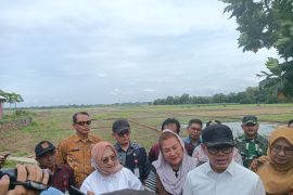 Wamendagri meninjau irigasi kering terdampak normalisasi Sungai Beringin