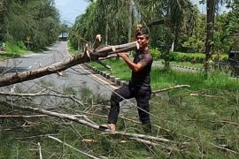 Tragis, dua warga Pangkalpinang Babel meninggal ditimpa pohon tumbang