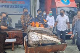 BNN Papua musnahkan 52 kg ganja asal Papua Nugini