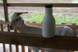 Penuhi kebutuhan warga, Pangkalpinang kembangkan ternak kambing perah