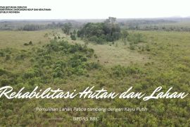 RHL, Pemulihan Lahan Bekas Tambang Dengan kayu Putih