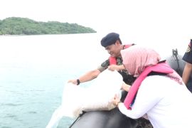 KKP lepasliarkan 52 ribu benih lobster hasil penindakan di Lampung