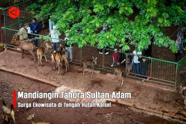 Feature - Mandiangin Tahura Sultan Adam Surga Ekowisata di Tengah Hutan Kalsel Bagian 1