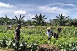 Kodim Pasangkayu sulbar kembangkan kebun percontohan sayuran