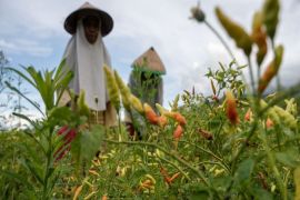 Dinas TPH sebut Sulteng surplus cabai rawit 9.364 ton tahun 2024