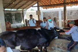 82 ekor sapi di Situbondo terpapar PMK, 35 ekor mati