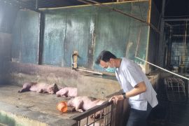 Pemkot Tangerang: Tak ada demam babi