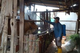 Grobogan larang datangkan ternak dari luar daerah