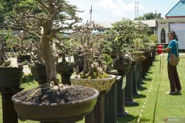 Pameran bonsai budidaya di Tulungagung