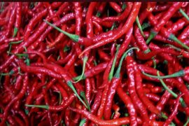 Babel kemarin, Teknologi penyimpanan cabai hingga Beltim terbaik penerapan SPBE