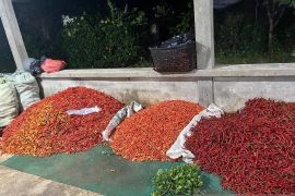 Kebutuhan cabai rawit di Belitung capai 707 ton per tahun