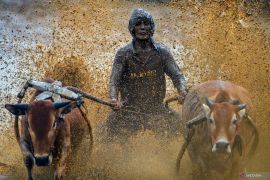 Pacu Jawi digelar empat minggu di Tanah Datar