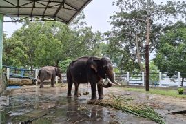 Gajah birahi di Wonogiri dirantai