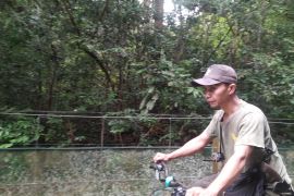 Dokter hewan sebut tiga induk badak sumatera di SRS diprediksi hamil