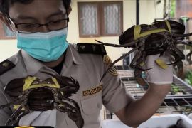 Komoditas unggulan Kalbar siap mendunia pada 2025