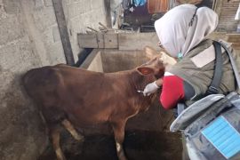 Pemkab Banyuwangi intensifkan vaksinasi guna tekan penyebaran PMK pada ternak