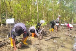 Kemenag Bengkayang Kalbar tanam ratusan mangrove peringati Hari Amal Bakti