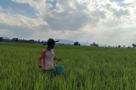 Lampung perlu tambahan penyuluh untuk maksimalkan sektor pertanian