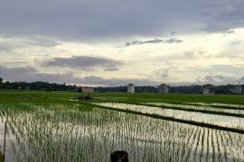 Pemprov Lampung bina produsen benih padi jaga kualitas