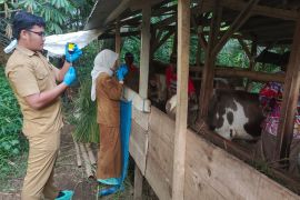 Pemkab Tasikmalaya turunkan tim cegah penyebaran PMK menyerang ternak sapi