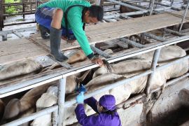 Tangani wabah PMK, Kementan sebarkan empat juta vaksin