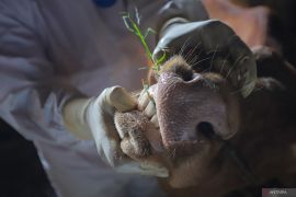 Penanganan wabah PMK di Lamongan