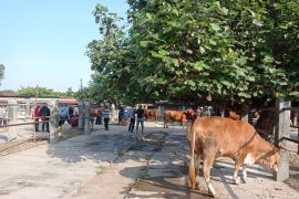 Pemkab Ponorogo tutup pasar hewan cegah penyebaran PMK