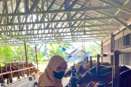 Disbunnak Tabalong berikan vaksinasi PMK untuk 2.505 sapi