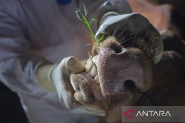 Kasus PMK tinggi, Pemprov Jatim tutup dua pasar hewan