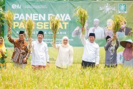 Khofifah panen raya padi sehat di Pasuruan