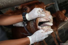 Vaksin penyakit mulut dan kuku di Jombang