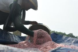 Alokasi pupuk subsidi Jawa Timur