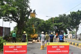 Antisipasi pohon tumbang akibat cuaca buruk di Madiun