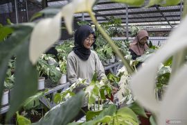 Rekomendasi tanaman estetik yang cocok dalam vas air