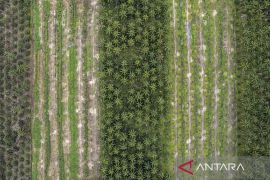 UU No.34/2004 dasar TNI ikut menjaga investasi sawit di Indonesia