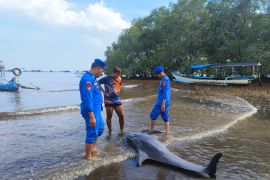 Satpolairud temukan lumba-lumba mati di Kampung Kerapu Situbondo
