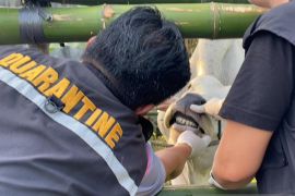 Karantina Sulut sebut cara cegah wabah demam babi-flu burung