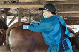 Diskannak Garut menurunkan tim antisipasi penyebaran wabah PMK