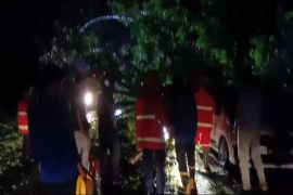 BPBD Mukomuko: Pohon tumbang tutupi Jalan Lintas Sumatera