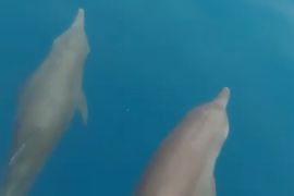 Sembelih lumba-lumba tak sembarangan, ini akibatnya