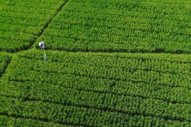 Target peningkatan produksi beras Jatim 2025