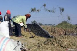 Sumut hasilkan 2,3 juta ton beras sepanjang  2024