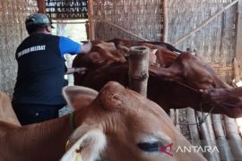 DKPP Pamekasan terjunkan enam dokter hewan untuk atasi PMK