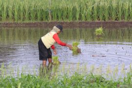 Peningkatan jumlah tenaga kerja sektor pertanian
