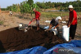 Pulihnya tanah yang letih untuk varietas unggul yang inovatif