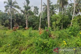 Pemkot: Belum ditemukan kasus penyakit mulut dan kuku di Bengkulu