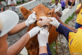 Pencegahan penyebaran PMK di Lumajang