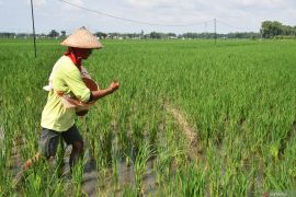 Target produksi padi nasional 2025