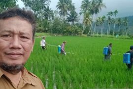 Tapsel sosialisasikan strategi pengendalian hama wereng tanaman padi