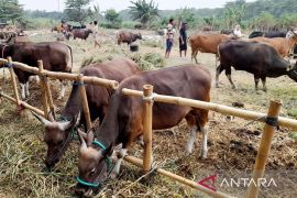 Pemkab Bekasi gencarkan vaksinasi cegah PMK hewan ternak